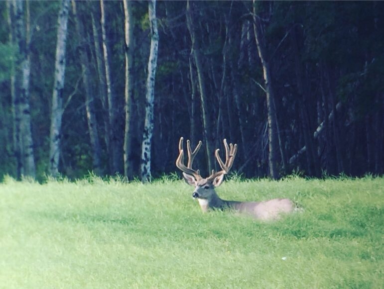 Hunts